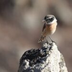 Kaş Şekillendirmede Altın Kurallar Nelerdir? Kaş Şekillendirmede Altın Kurallar Nelerdir?