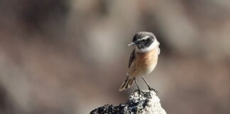 Kaş Şekillendirmede Altın Kurallar Nelerdir? Kaş Şekillendirmede Altın Kurallar Nelerdir?