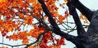 Kırık Saçlar İçin Doğal Tedavi Yöntemleri Nelerdir? Kırık Saçlar İçin Doğal Tedavi Yöntemleri Nelerdir?