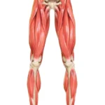 Bacak Kaslarını Güçlendiren Egzersizler ve Bilmeniz Gereken Her Şey