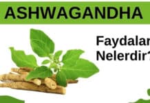 Ashwagandha Nedir, Ne İşe Yarar, Nasıl Kullanılır?